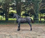 Poulain Arabo Frison 