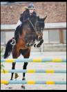 Jument de CSO 9 ans