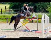 Jument de CSO 9 ans