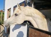 Saillies disponibles étalon pur-sang arabe égyptien