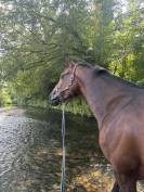 Kir royal - Jument de 5 ans