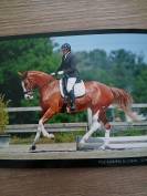 Jument belge 6 ans dressage