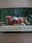 Jument belge 6 ans dressage