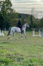 Jument grise appaloosa 14 ans