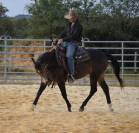 Quarter horse pp 2 ans 
