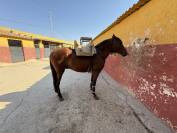 Caballo PRE castrado 