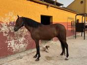 Caballo PRE castrado 