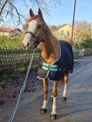 Cheval amateur CSO/Hunter