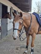 Cheval amateur CSO/Hunter