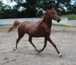 jument PSA 4 ans origines espagnoles