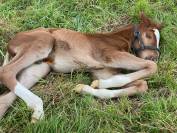 Superbe foal SF 2025 (Highway TN x Goldfever x Le Tot )