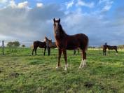 Superbe foal SF 2025 (Highway TN x Goldfever x Le Tot )