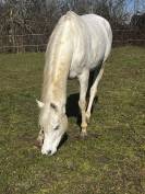 Jument Pur-Sang Arabe plein papier 