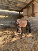 Poulinière sf pleine