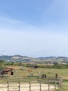 Pension pré pour Chevaux et Poneys 