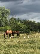 Pension pré pour Chevaux et Poneys 