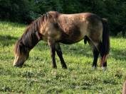 beau poney isabelle 2 ans