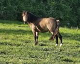 beau poney isabelle 2 ans