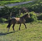 beau poney isabelle 2 ans