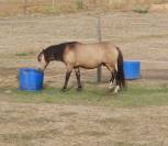 Gelding Origin Recorded For sale 2024 Buckskin