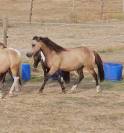 Gelding Origin Recorded For sale 2024 Buckskin