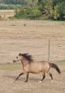 Gelding Origin Recorded For sale 2024 Buckskin