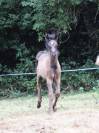 Poulain pur sang arabe Noir homozygote 