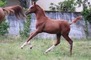 Poulain pur sang arabe endurance lign&eacute;e prestigieuse 