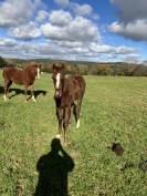 Foal AA par Chrome d’Ivraie