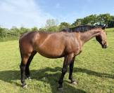 Jument 6 ans CSO / CCE