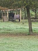 Pension pr&eacute; avec abris 