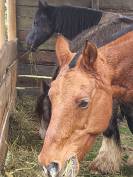 Pension pr&eacute; avec abris 