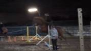 Trotteur fran&ccedil;ais 8ans 1m75 au garrot
