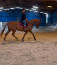 Trotteur fran&ccedil;ais 8ans 1m75 au garrot