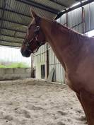 Trotteur fran&ccedil;ais 8ans 1m75 au garrot