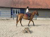 Trotteur fran&ccedil;ais 8ans 1m75 au garrot