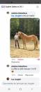 POULINIERE HAFLINGER PP Gestante
