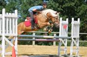 POULINIERE HAFLINGER PP Gestante