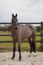 Prometteur hongre de 5 ans par Conthargos x Diamant 