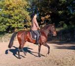 Tr&egrave;s belle et grande jument