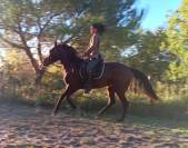 Tr&egrave;s belle et grande jument