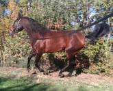 Tr&egrave;s belle et grande jument