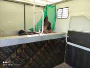 Vends Renault Master transport de chevaux 