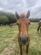 Joli poulain type New Forest de croisement 