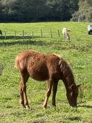 Joli poulain type New Forest de croisement 