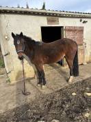 À vendre Moonlight Royal grande ponette de 1, 45 m