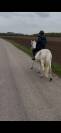 Poney loisir PP Appaloosa
