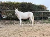 Poney loisir PP Appaloosa