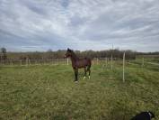 Puledra Sella Francese In vendita 2024 Baio scuro ,  cristallo