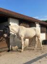 Magnifique jument de couleur crème aux yeux bleus